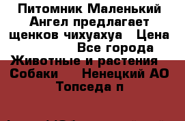 Питомник Маленький Ангел предлагает щенков чихуахуа › Цена ­ 10 000 - Все города Животные и растения » Собаки   . Ненецкий АО,Топседа п.